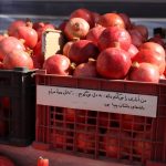 برگزاری جشنواره انار و خرمالو درشیراز