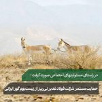 حمایت مستمر شرکت فولاد غدیر نی‌ریز از زیست‌بوم گور ایرانی با ارسال ششمین محموله علوفه