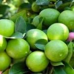 آغاز برداشت لیموترش از باغات شهرستان داراب
