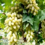 برداشت انگور از ۴۲۸۲ هکتار از تاکستان های شیراز ادامه دارد