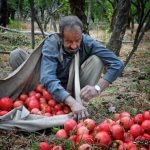 کوچه گالری نگارستان قصردشت میزبان ۳۰ تابلو عکس از گذرها و کوچه باغ های شیراز